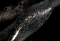 Межблочные фоно кабели SKOGRAND CABLES SCT TCHAIKOVSKY 2,5m Межблочные фоно кабели SKOGRAND CABLES SCT TCHAIKOVSKY 2,5m